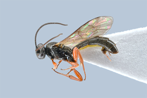 Chorinaeus subcarinatus